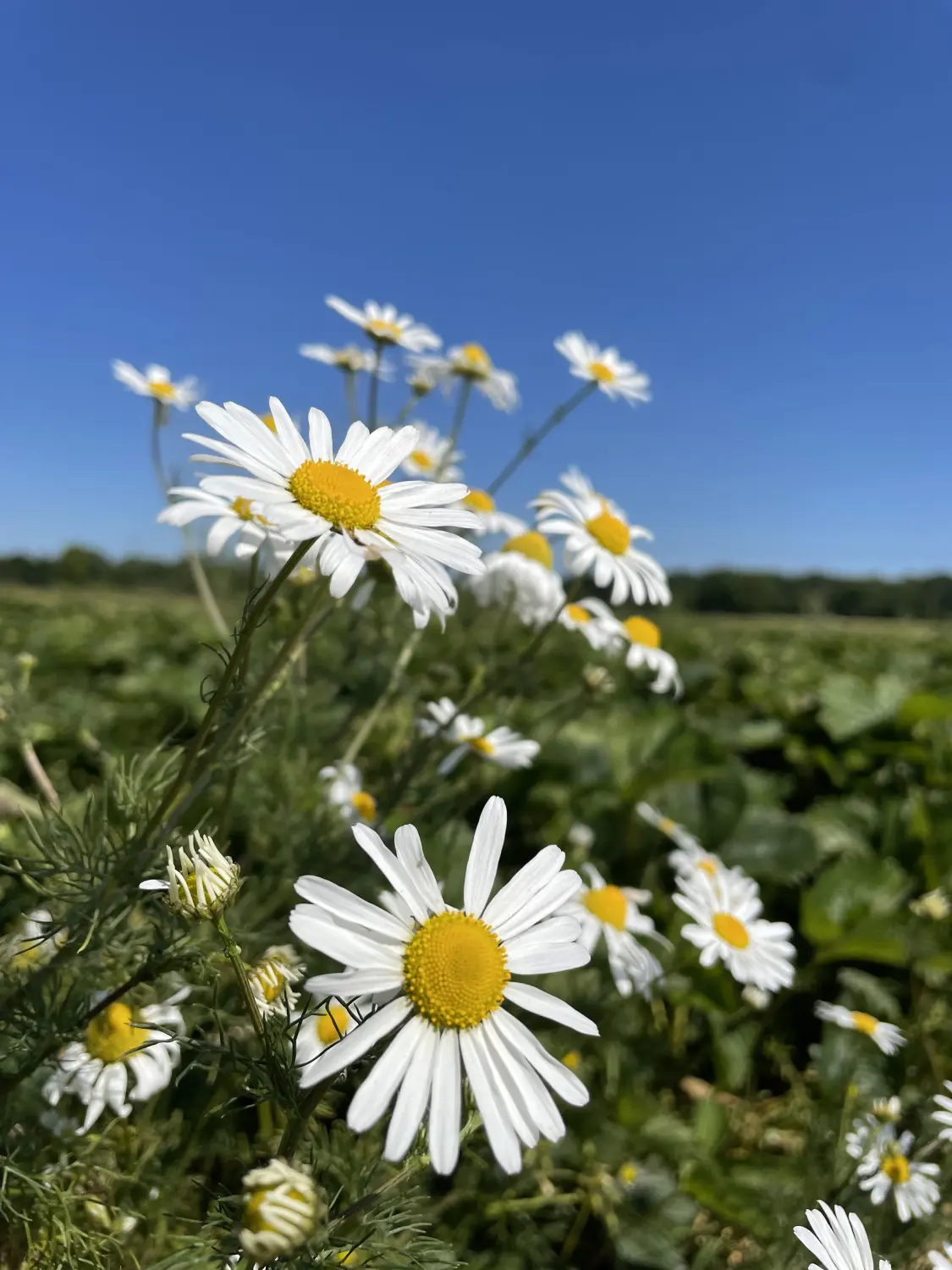 weiße Blumen